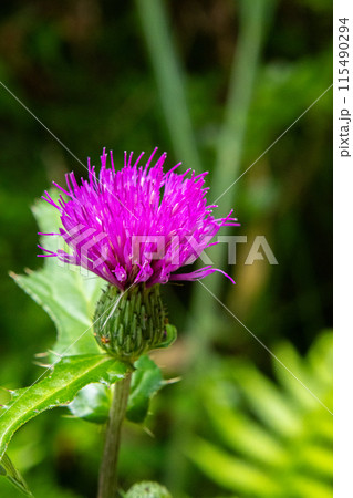 道脇に咲くノハラアザミ 115490294