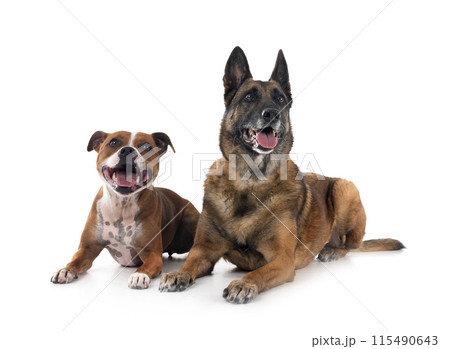 staffordshire bull terrier and malinois 115490643