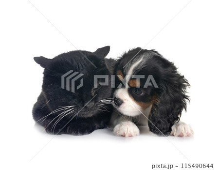 cavalier king charles and cat cavalier king charles and cat 115490644