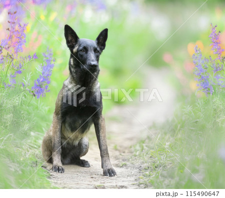 belgian shepherd in nature 115490647