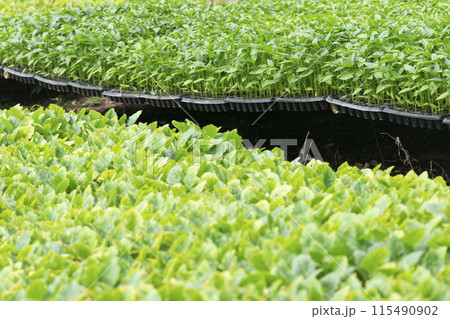 Organic farming, seedlings growing in greenhouse. 115490902