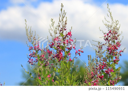 青空に咲く萩の花 青空に咲く萩の花 115490931