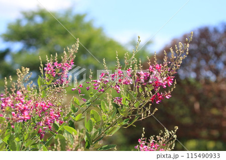 青空に咲く萩の花 115490933