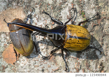 ヘラクレスオオカブトのヘラクレスヘラクレスのオスとメス 森の樹木の上で ヘラクレスオオカブトのヘラクレスヘラクレスのオスとメス 森の樹木の上で 115490944