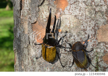 ヘラクレスオオカブトのヘラクレスヘラクレスのオスとメス　森の樹木の上で 115490946