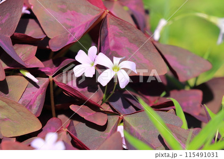 オキザリス・トライアングラリス（紫の舞） 115491031