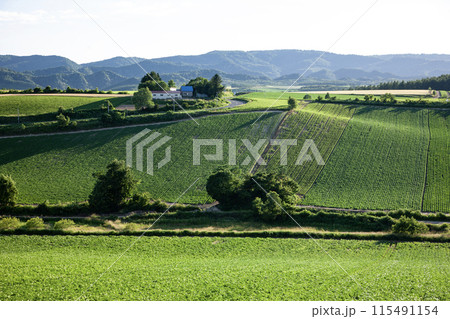 緑の大地と美しい丘 115491154