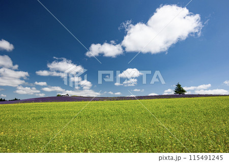 キガラシ咲く丘 115491245