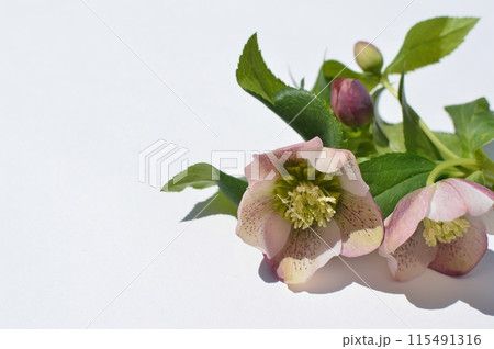淡い紫色のクリスマスローズの花束　　　　 115491316
