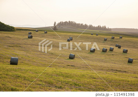 牧草ロールの大地 牧草ロールの大地 115491398