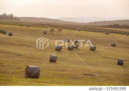 牧草ロールの大地 115491399
