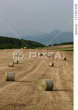 牧草ロールの大地 牧草ロールの大地 115491406