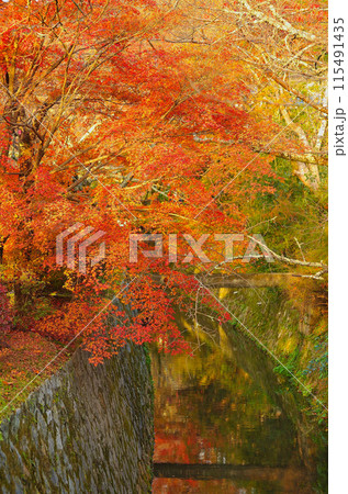 哲学の道の紅葉 哲学の道の紅葉 115491435