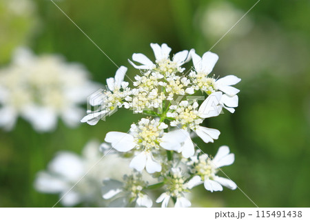 オルラヤ（or オルレア）の花 115491438