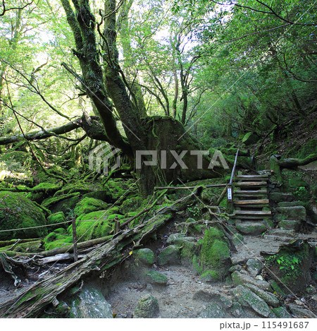屋久島　白谷雲水峡 115491687