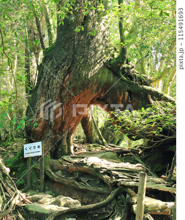 屋久島 白谷雲水峡 屋久島 白谷雲水峡 115491693