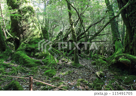 屋久島　白谷雲水峡 115491705