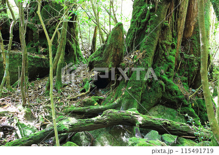 屋久島　白谷雲水峡 115491719