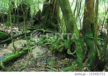 屋久島 白谷雲水峡 屋久島 白谷雲水峡 115491721