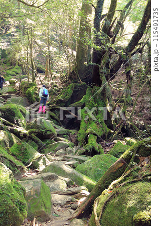 屋久島　白谷雲水峡 115491735
