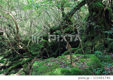屋久島　白谷雲水峡 115491740