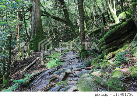 屋久島　白谷雲水峡 115491750