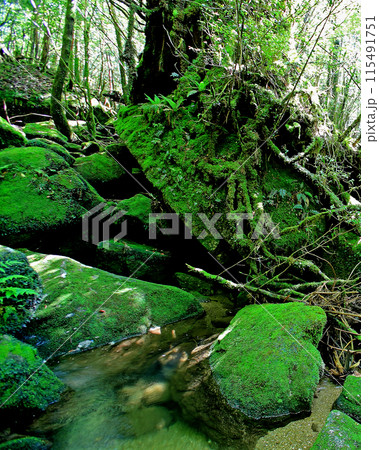 屋久島　白谷雲水峡 115491751