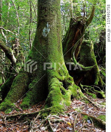 屋久島　白谷雲水峡 115491758