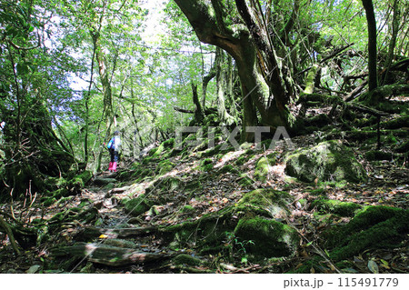 屋久島　白谷雲水峡 115491779