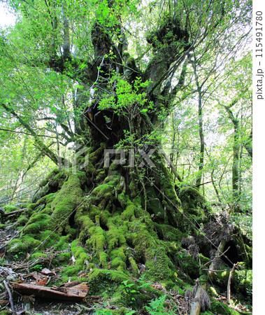 屋久島　白谷雲水峡 115491780
