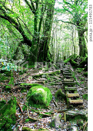 屋久島 白谷雲水峡 屋久島 白谷雲水峡 115491783