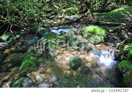 屋久島　白谷雲水峡 115491787