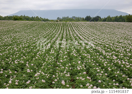 ジャガイモの花咲く大地 115491837