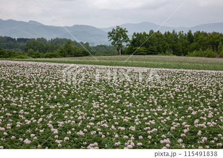 ジャガイモの花咲く大地 115491838
