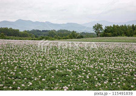 ジャガイモの花咲く大地 115491839