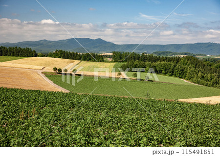 麦畑の丘と大地 麦畑の丘と大地 115491851