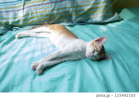 small cat lying on the bed and sleep 115492103