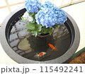 紫陽花と金魚 115492241
