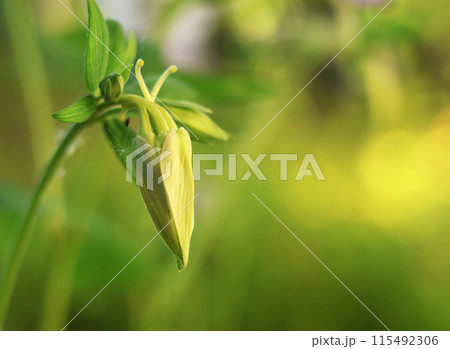 Background for design. Unopened bud of unusual flower and sun glare. 115492306