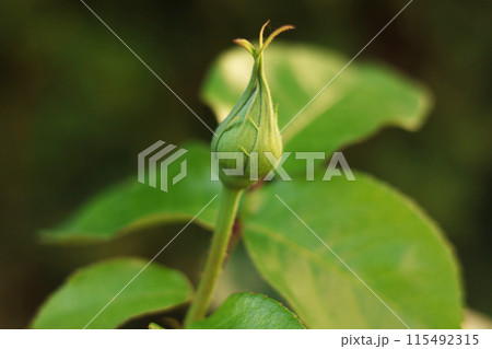 Design Background. Unopened rose flower bud and sun glare. 115492315