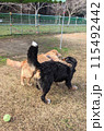 仲良く肩を組む大型犬 115492442
