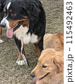 公園で遊ぶ犬 115492463