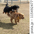 ドッグランで遊ぶ犬 115492477