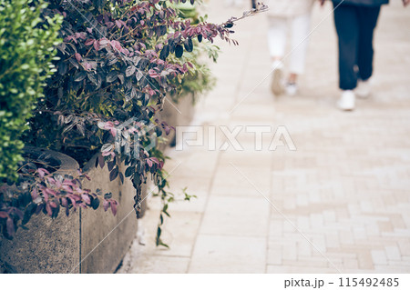 Bright purple leaves hang from a concrete planter. Two women walk along a plant with flowers. There is a place to copy. High quality photo Bright purple leaves hang from a concrete planter. Two women walk along a plant with flowers. There is a place to copy. High quality photo 115492485