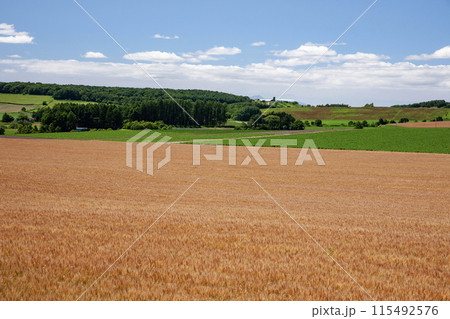 黄色い大地 115492576