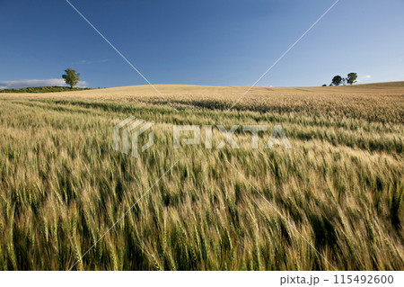 黄色い大地 115492600