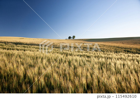 黄色い大地 黄色い大地 115492610