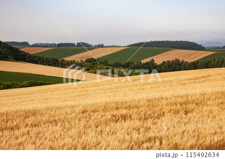 黄色い大地 黄色い大地 115492634