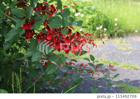 初夏の公園に咲くアメリカデイゴ（カイコウズ）の赤い花 115492709