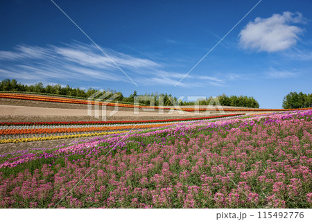 なでしこの咲く丘 115492776